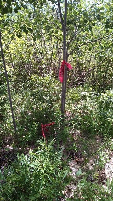 87 Jacob Buck Pond Road Bucksport, ME 04416 - Photo 15 of 16 Photo