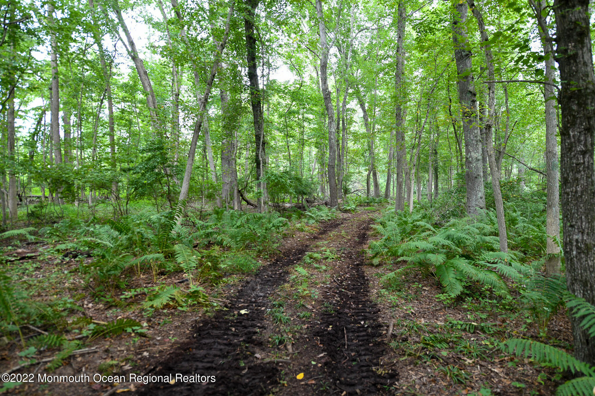 101 Colts Neck Road Farmingdale, NJ 07727 - Photo 54 of 54 a view of a lush green forest