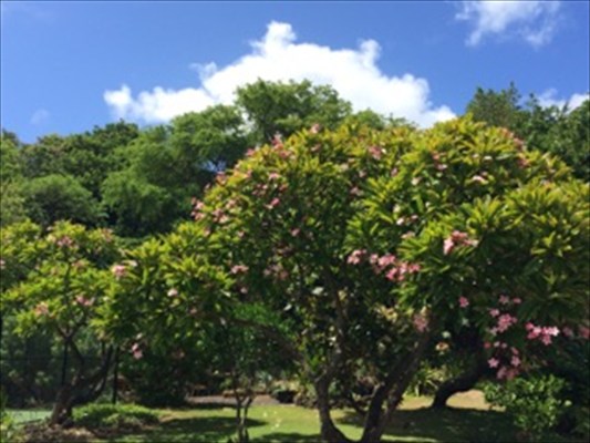 2330 Ho'ohu Road, Unit 13 Koloa, HI 96756 - Photo 9 of 24 Gallery Image 9