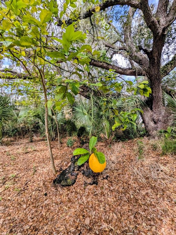 1142 Doc Coil Road Bowling Green, FL 33834 - Photo 23 of 27 a view of a backyard of a house