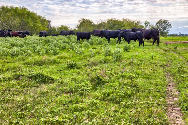 a view of a garden with an outdoor seating
