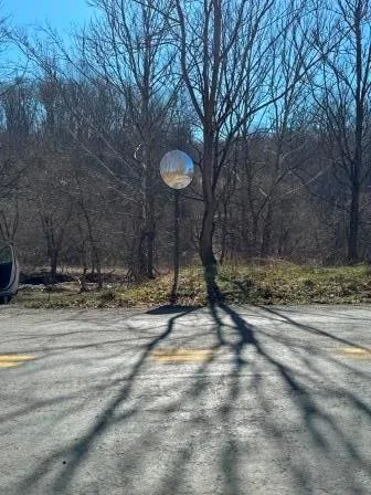 a view of a backyard with large trees