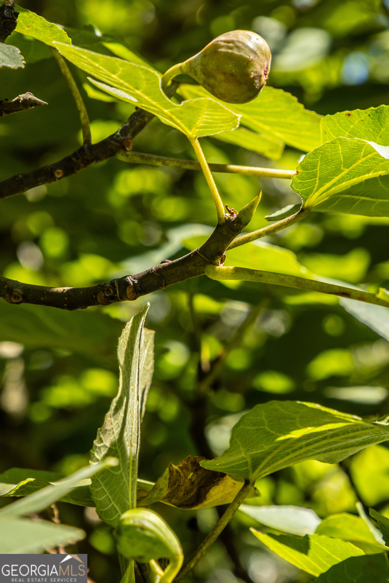 1730 Roland Road Thomaston, GA 30286 - Photo 31 of 55