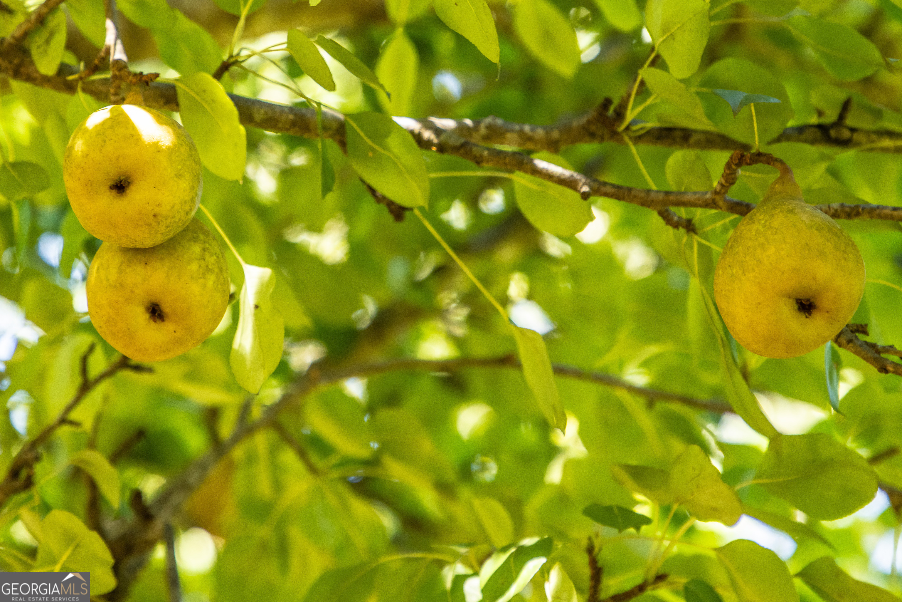 1730 Roland Road Thomaston, GA 30286 - Photo 32 of 55 a view of a tree