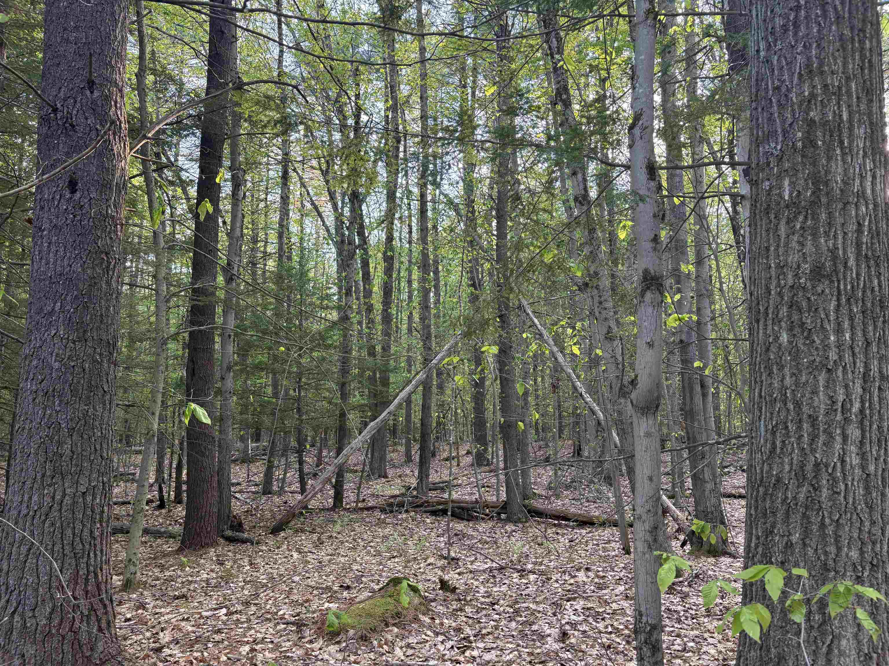 Lot 80 Currier Road Candia, NH 03034 - Photo 5 of 22 Gallery Image 5