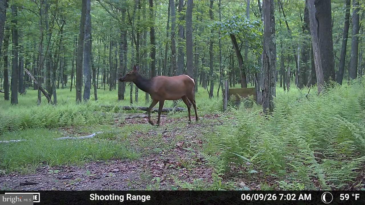 123 Rock Ridge Road Bellefonte, PA 16823 - Photo 25 of 25 Elk roaming through lush greenery.