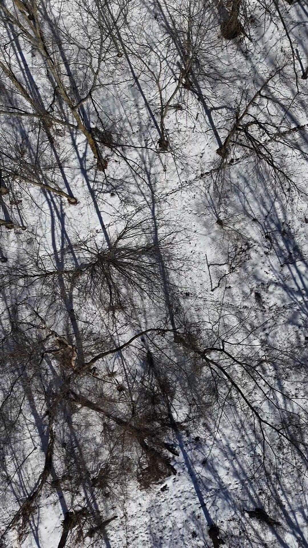 Stonegate Drive Lapeer, MI 48446 - Photo 5 of 5 Sontgate winter deer tracks