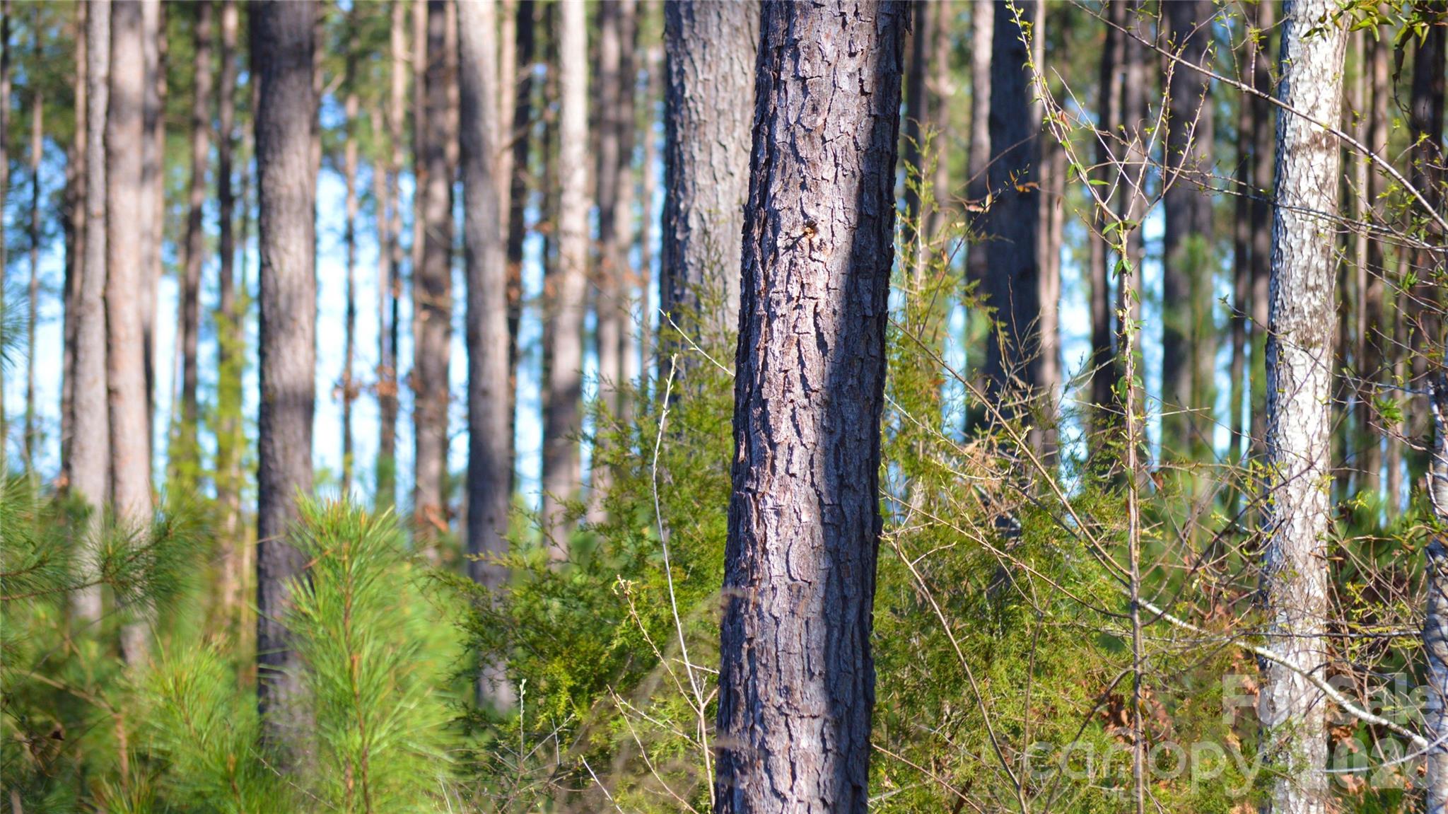 0 Bobby Faucette Road, Unit 1 Jonesville, SC 29353 - Photo 8 of 18 Gallery Image 8