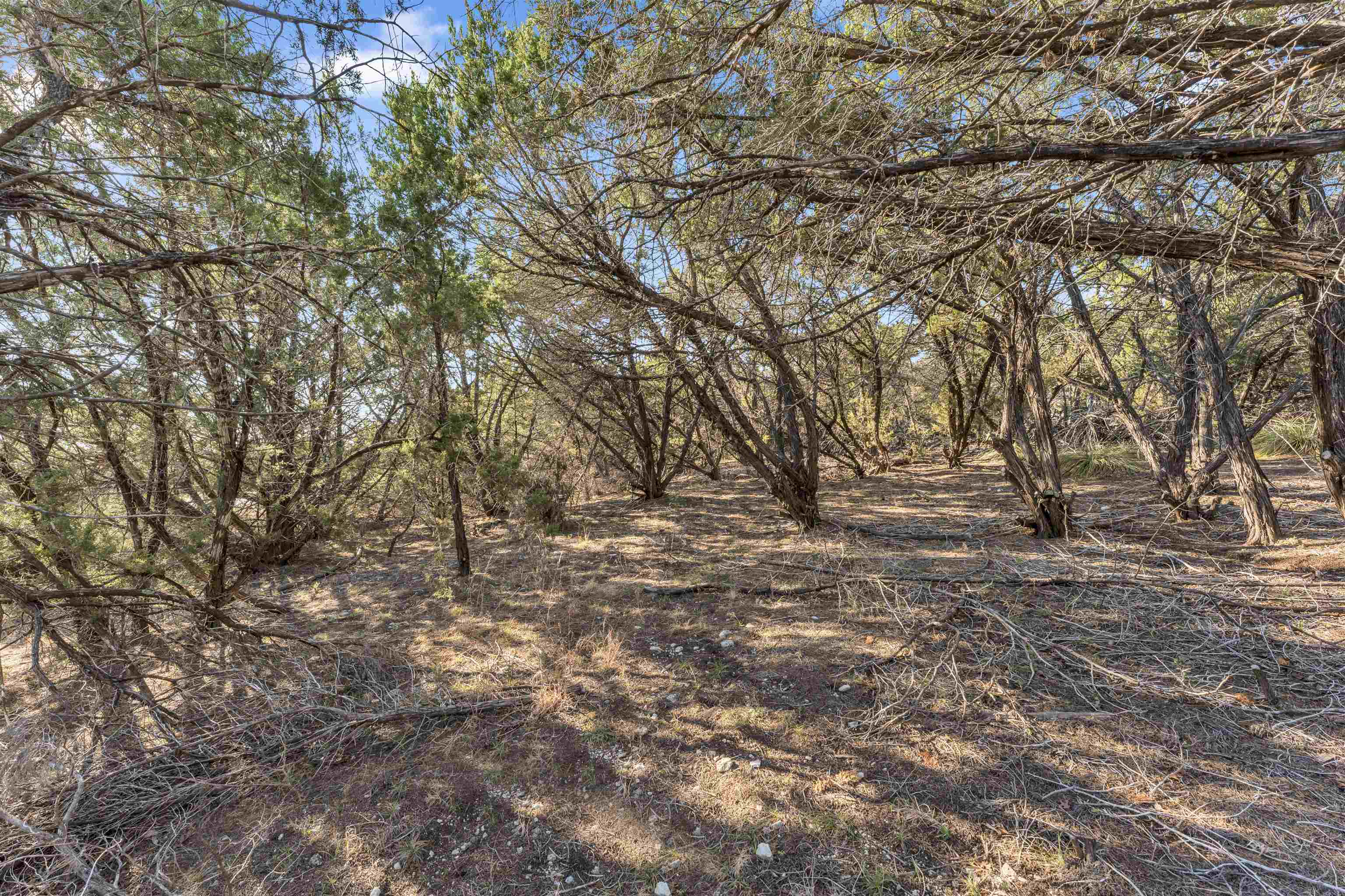 8614 Bar K Ranch Road Lago Vista, TX 78645 - Photo 11 of 26 a view of outdoor space with trees