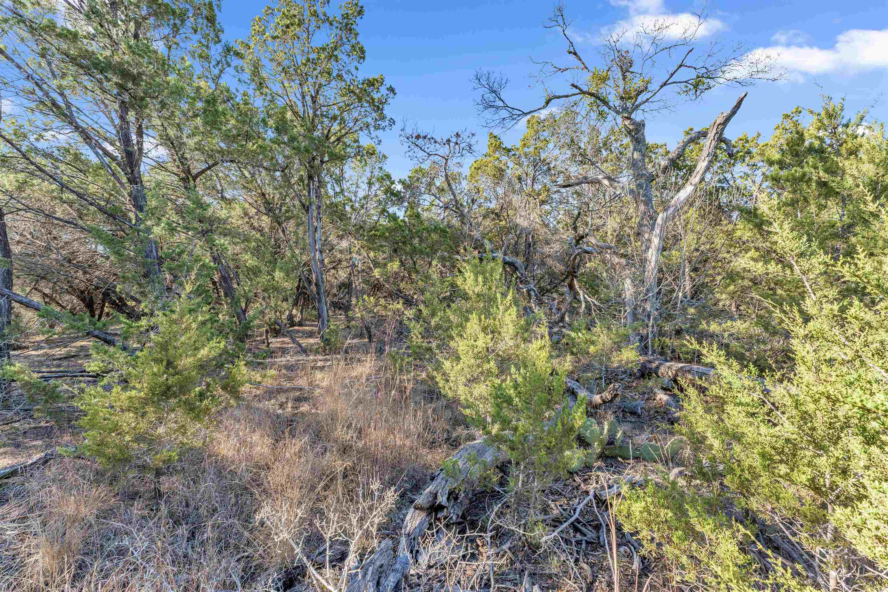 8614 Bar K Ranch Road Lago Vista, TX 78645 - Photo 12 of 26 a view of a tree with a yard