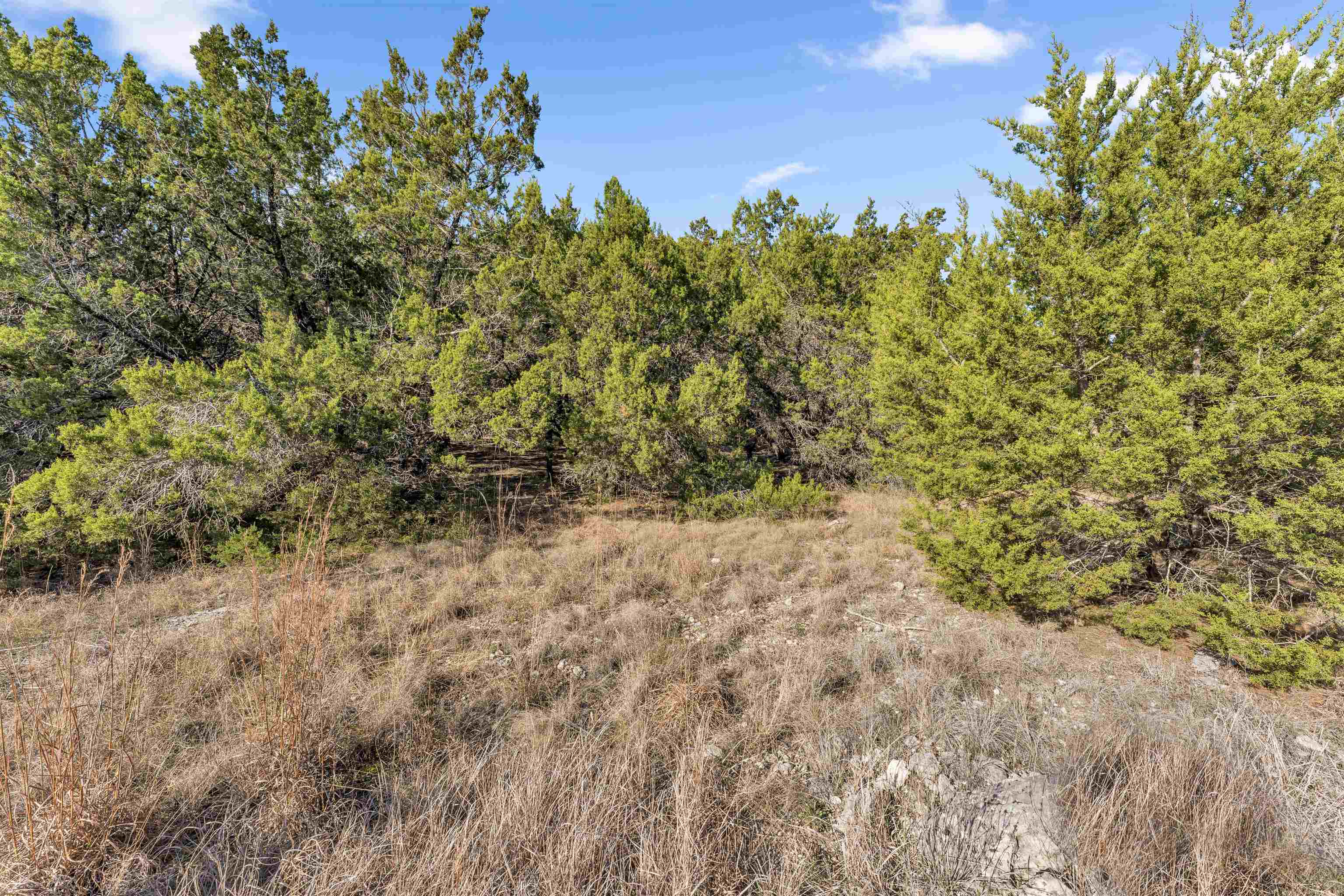 8614 Bar K Ranch Road Lago Vista, TX 78645 - Photo 6 of 26 a view of a yard with a tree