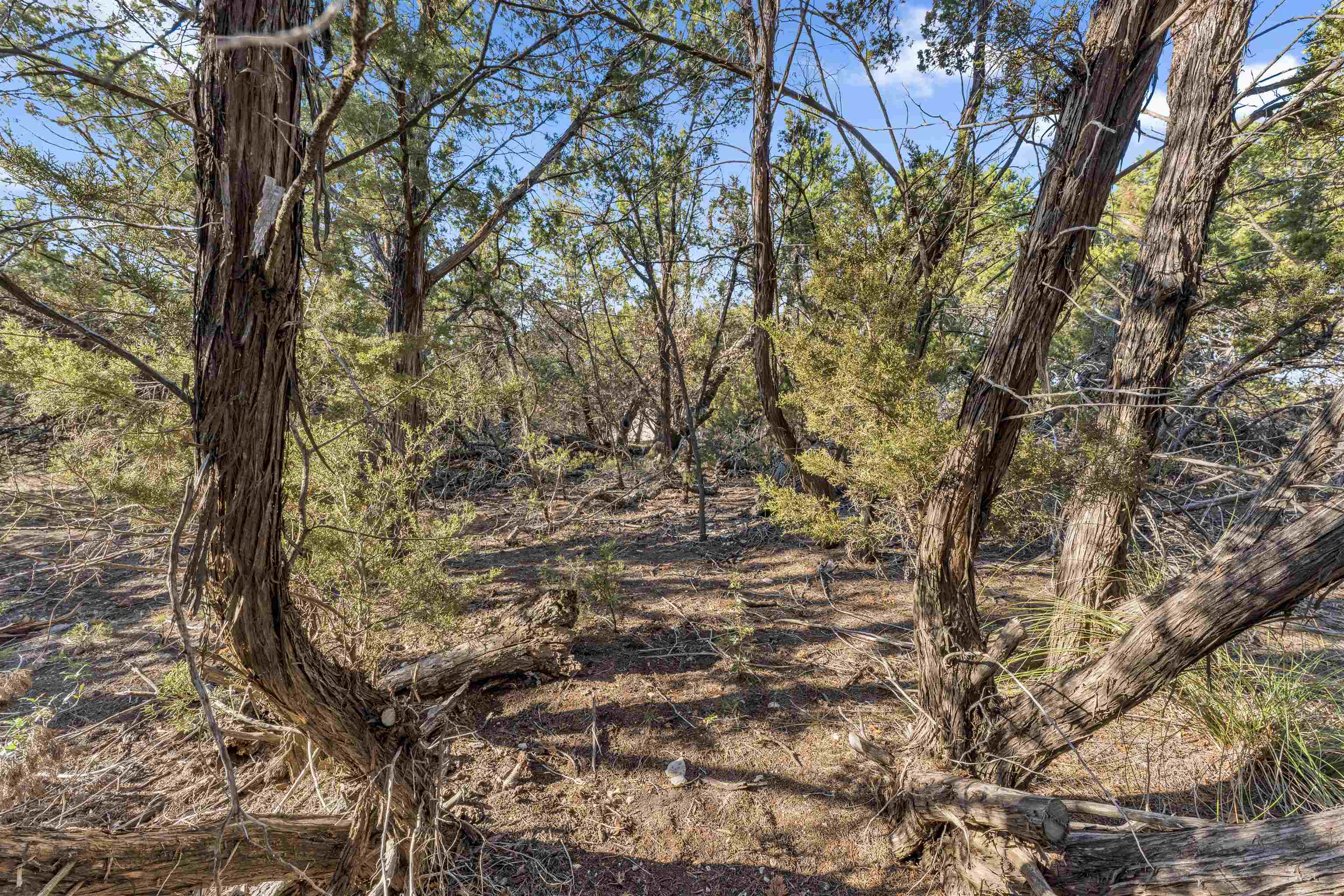 8614 Bar K Ranch Road Lago Vista, TX 78645 - Photo 8 of 26 a view of tree