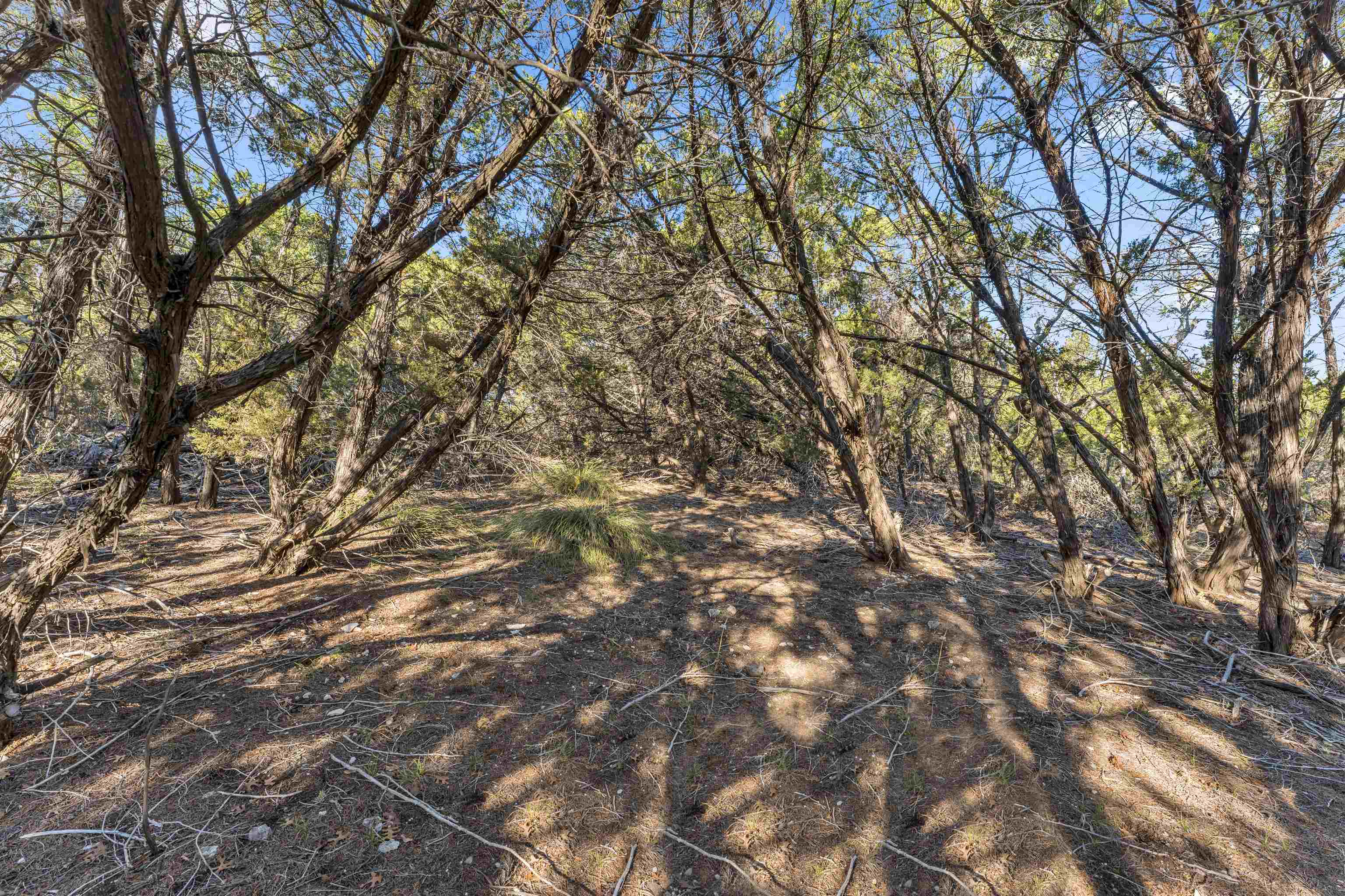 8614 Bar K Ranch Road Lago Vista, TX 78645 - Photo 9 of 26 a view of tree