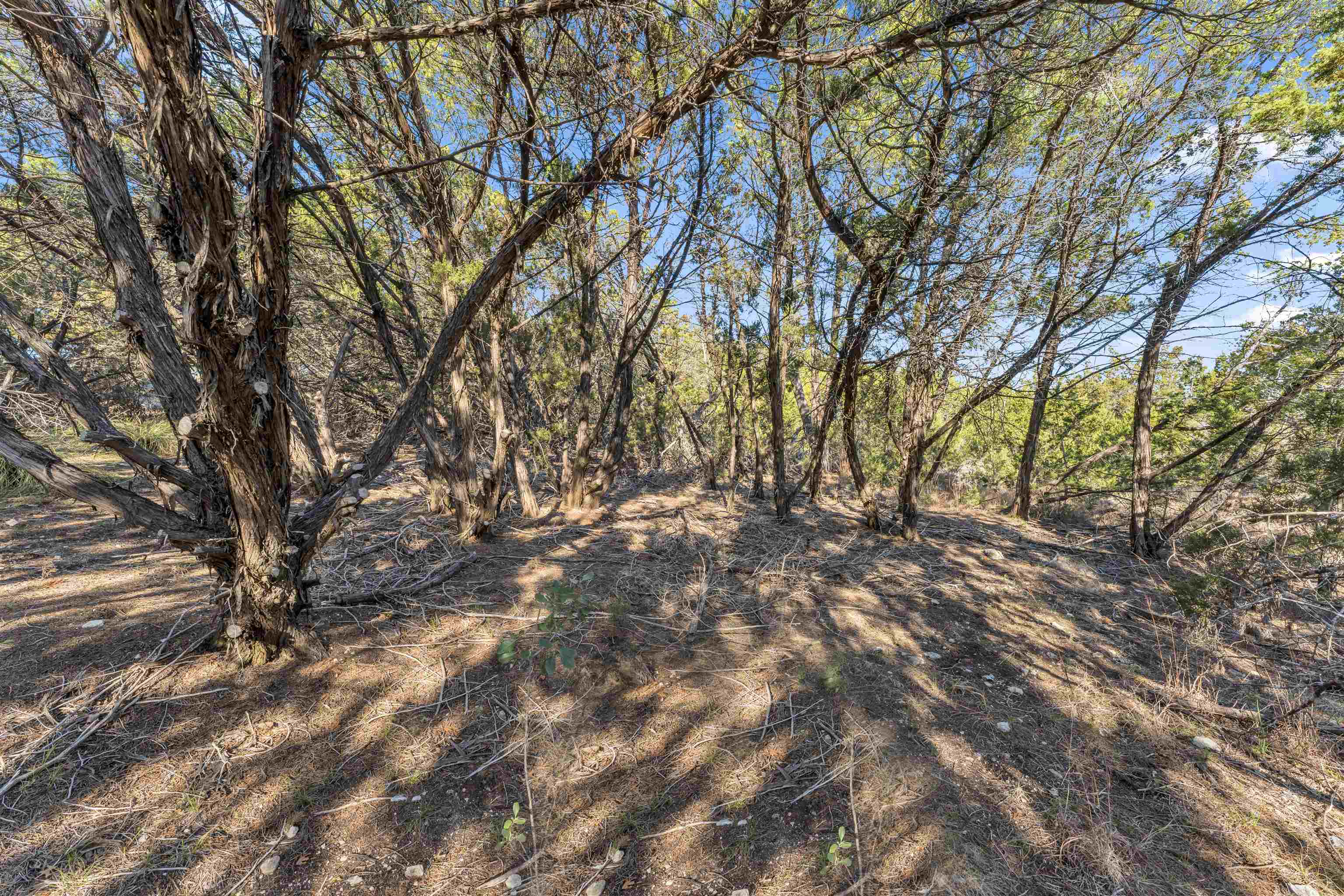 8614 Bar K Ranch Road Lago Vista, TX 78645 - Photo 10 of 26 a view of trees with yard