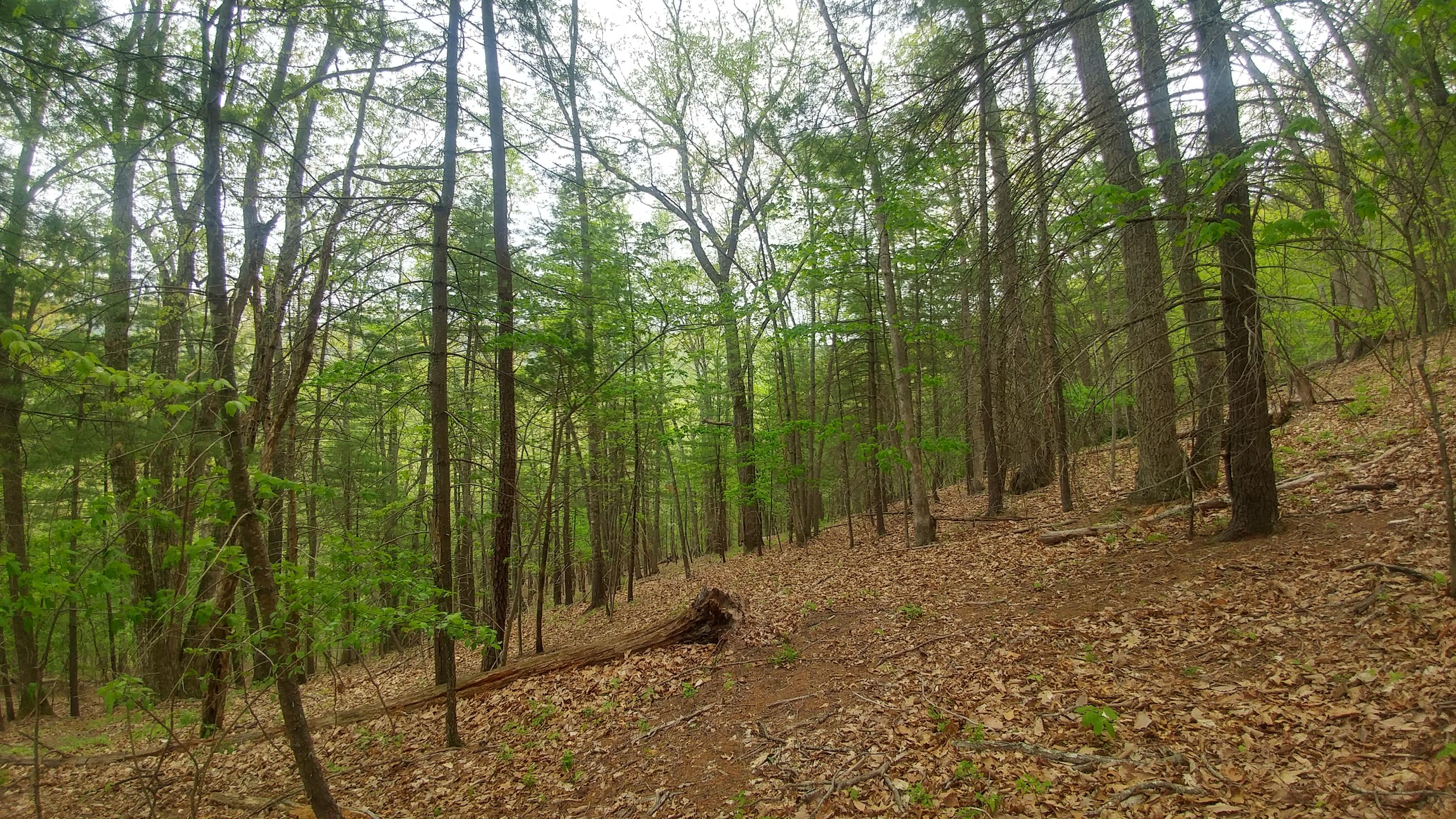 3245 Fishers View Road Shawsville, VA 24162 - Photo 22 of 37 0505181702_HDR - Copy