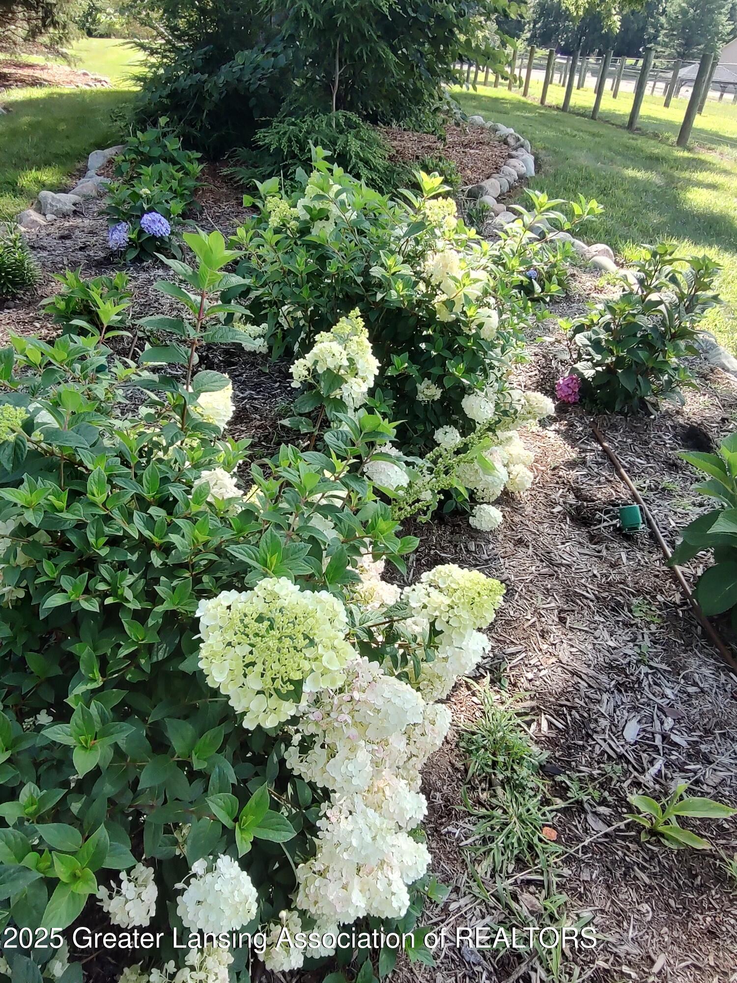 2865 Hagadorn Road Mason, MI 48854 - Photo 131 of 133 Hydrangeas getting started