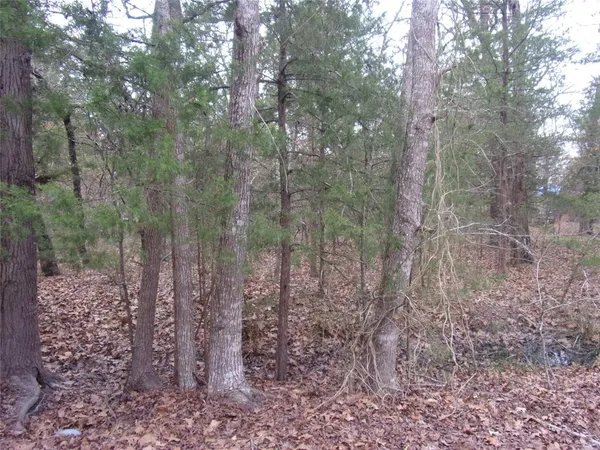 a view of a forest with lots of trees