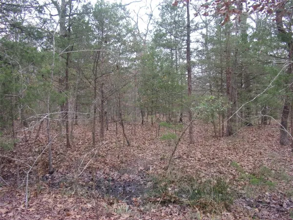 a view of a forest with a trees