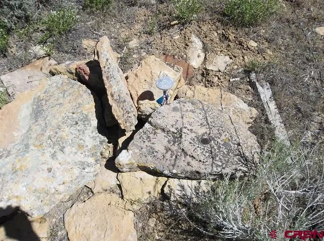 a view of a dry yard with trees