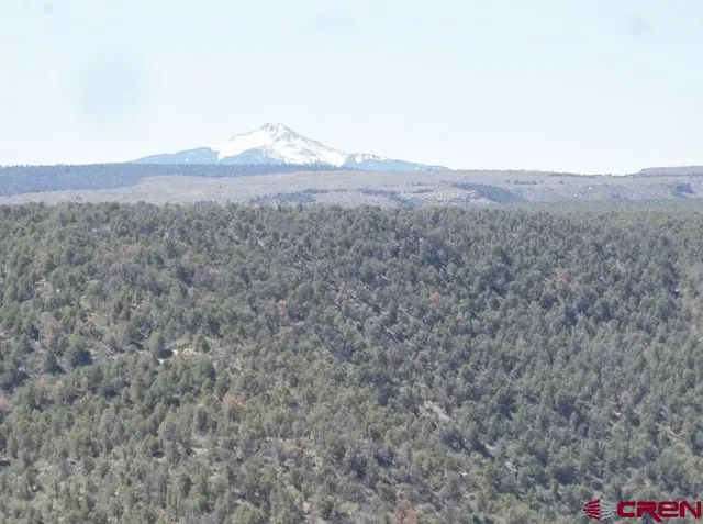 a view of a dry yard