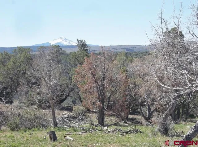 a view of a forest with lots of trees