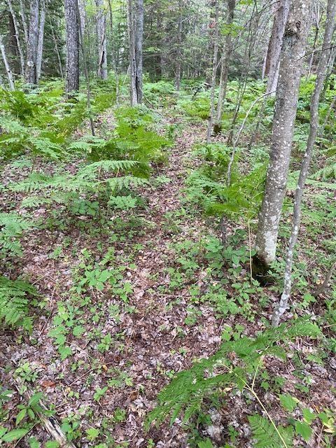 Silver Strand Road Levering, MI 49755 - Photo 15 of 18