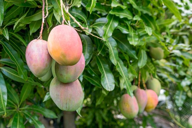 $1,565,000 | 77-236 Hoomohala Road, Kailua-Kona, HI 96740