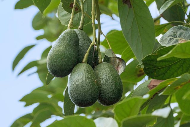 $1,565,000 | 77-236 Hoomohala Road, Kailua-Kona, HI 96740