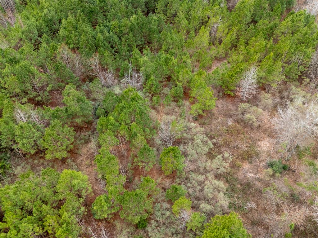 0 Blocker Road Marshall, TX 75672 - Photo 19 of 24 a view of a forest with a tree