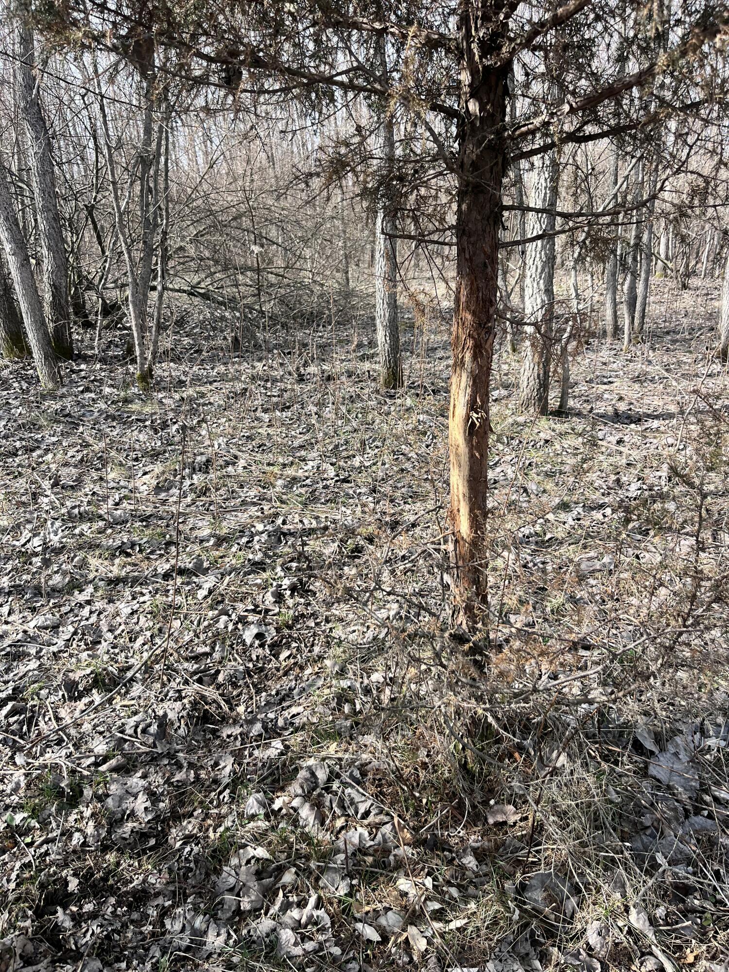 8453 South Durand Road Durand, MI 48429 - Photo 21 of 38 IMG_8153