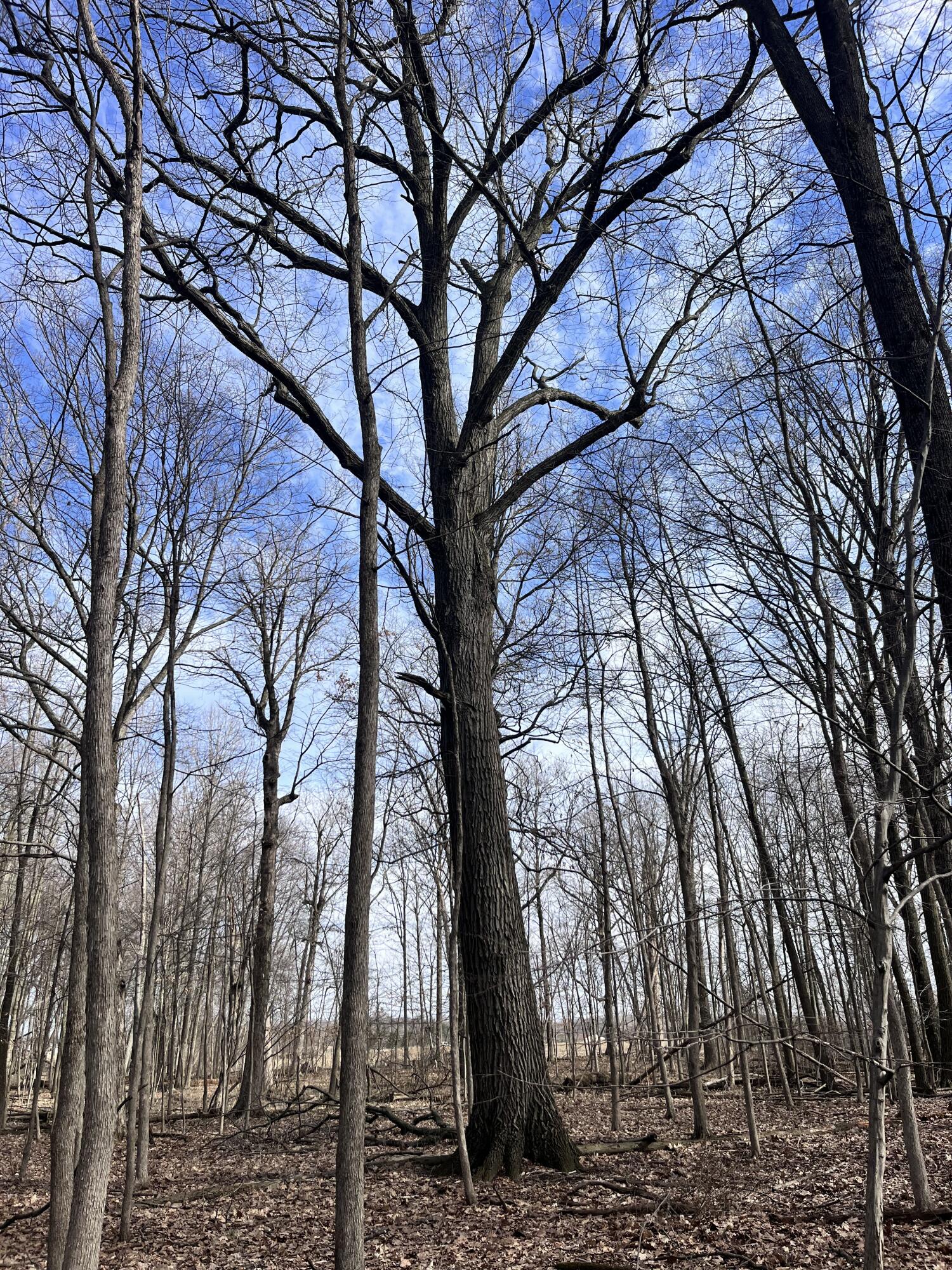 8453 South Durand Road Durand, MI 48429 - Photo 27 of 38 IMG_8178