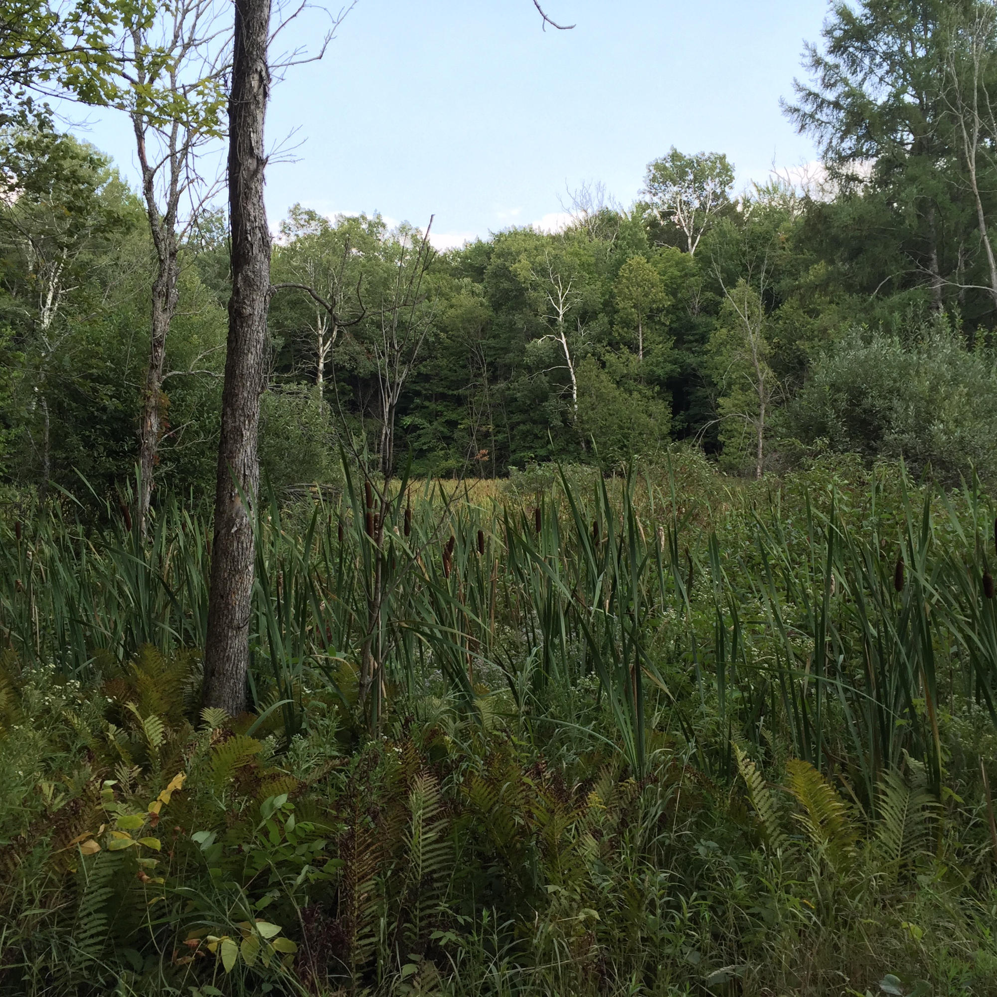 Lewis Road Vanderbilt, MI 49795 - Photo 11 of 11 Gallery Image 11