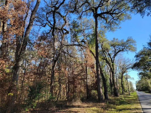 a view of a yard with trees