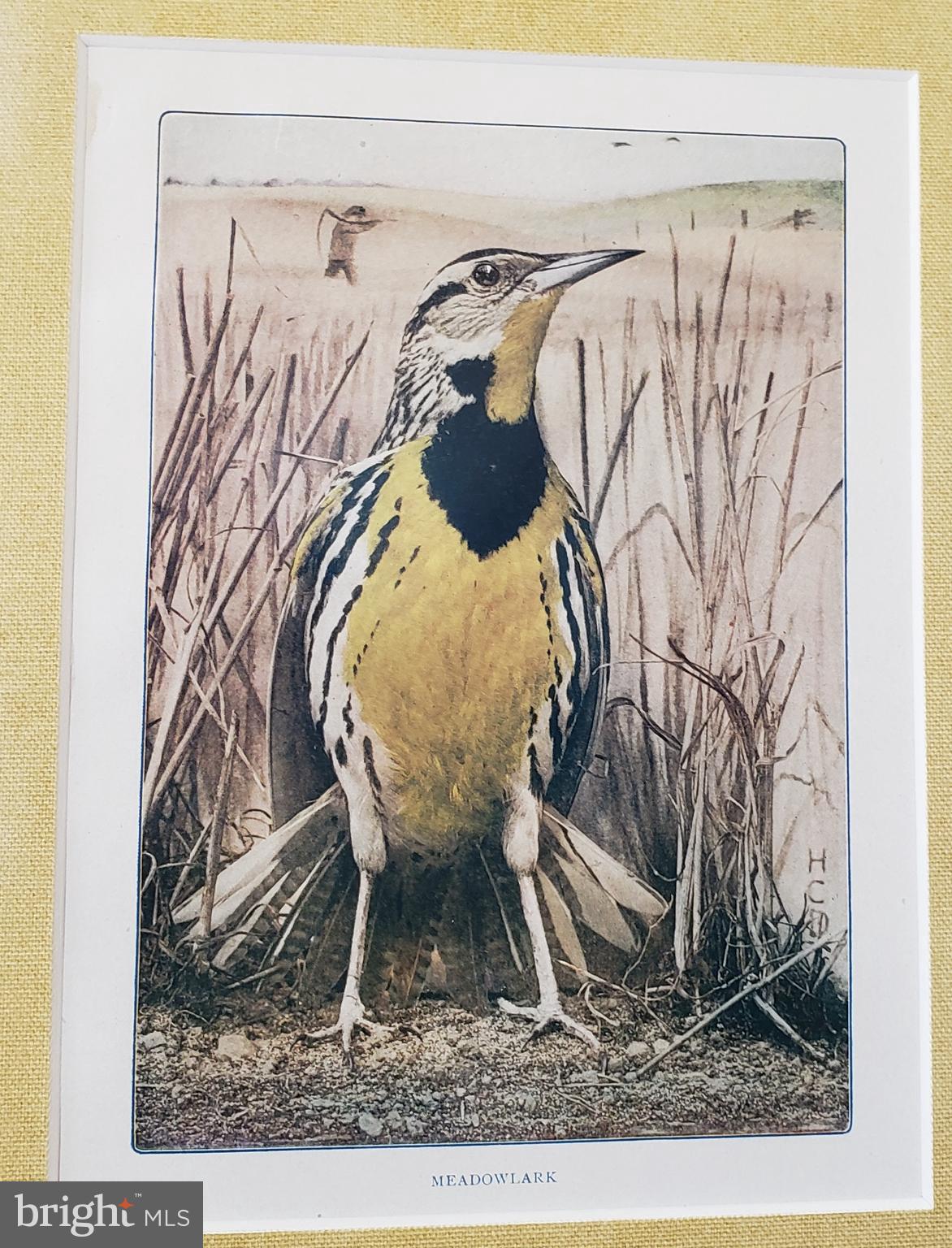 1626 Meadowlark Road Wyomissing, PA 19610 - Photo 120 of 123 Meadowlark Bird, namesake of the street!