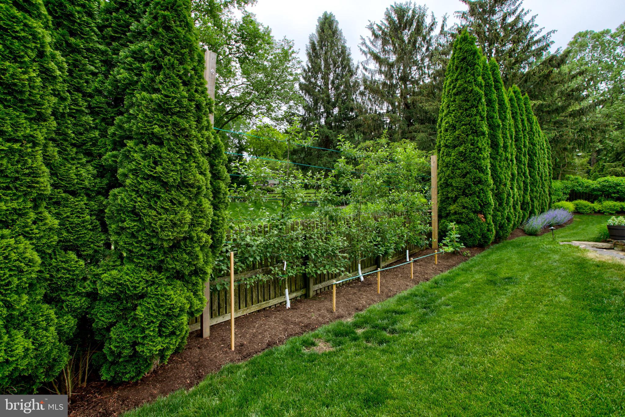 1626 Meadowlark Road Wyomissing, PA 19610 - Photo 26 of 123 Inspired by Italy, espaliered apple & pear trees