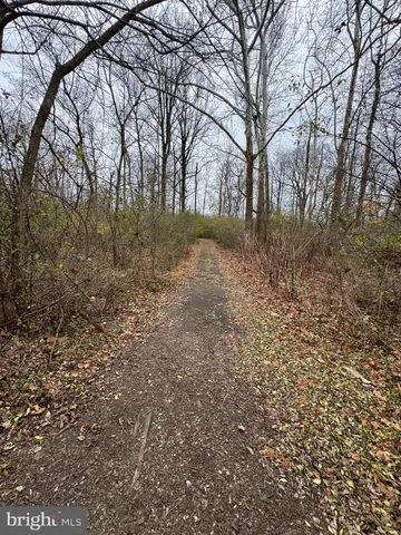 a view of yard with trees