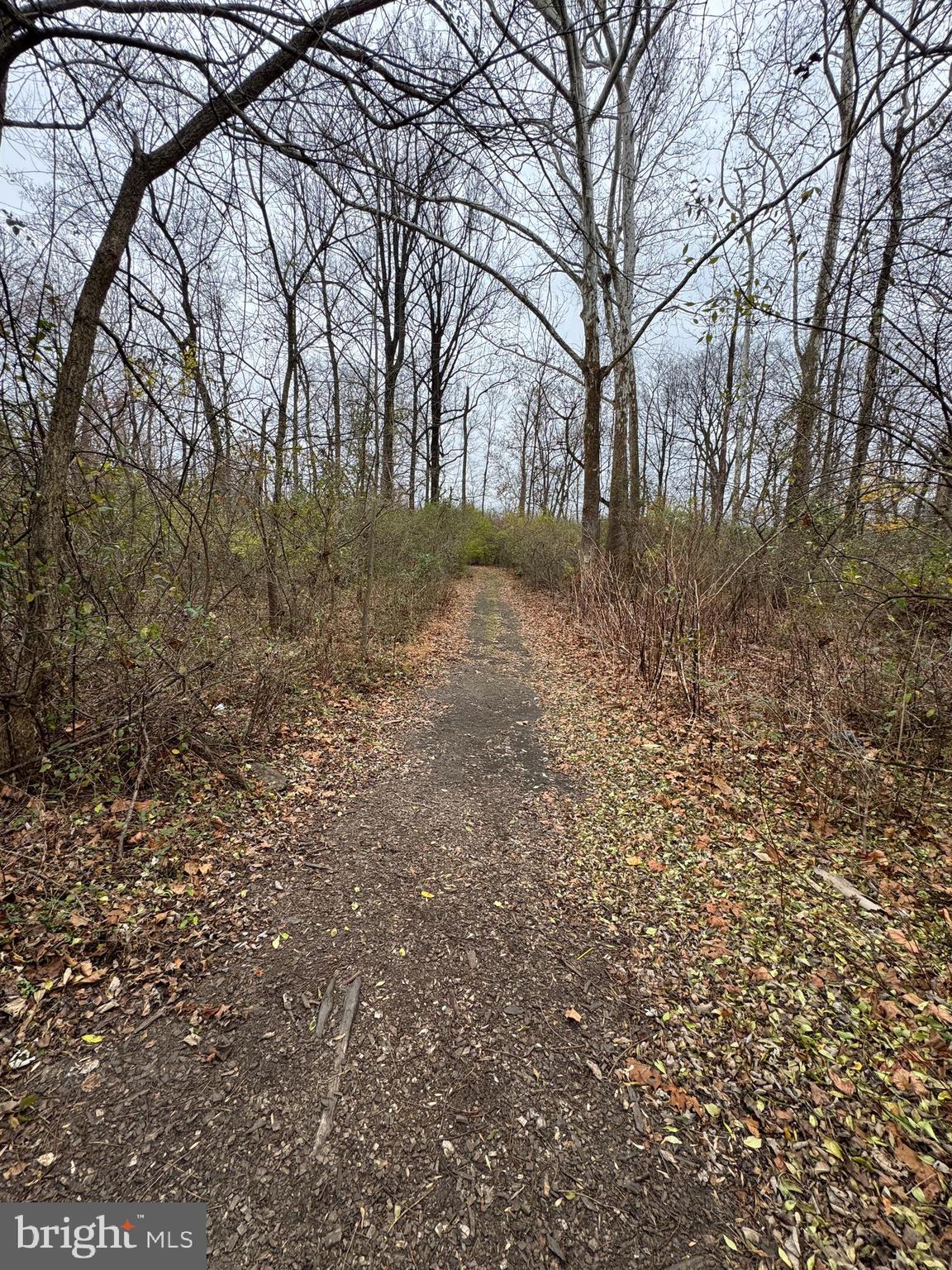 131 North Main Street Douglassville, PA 19518 - Photo 8 of 29 a view of yard with trees