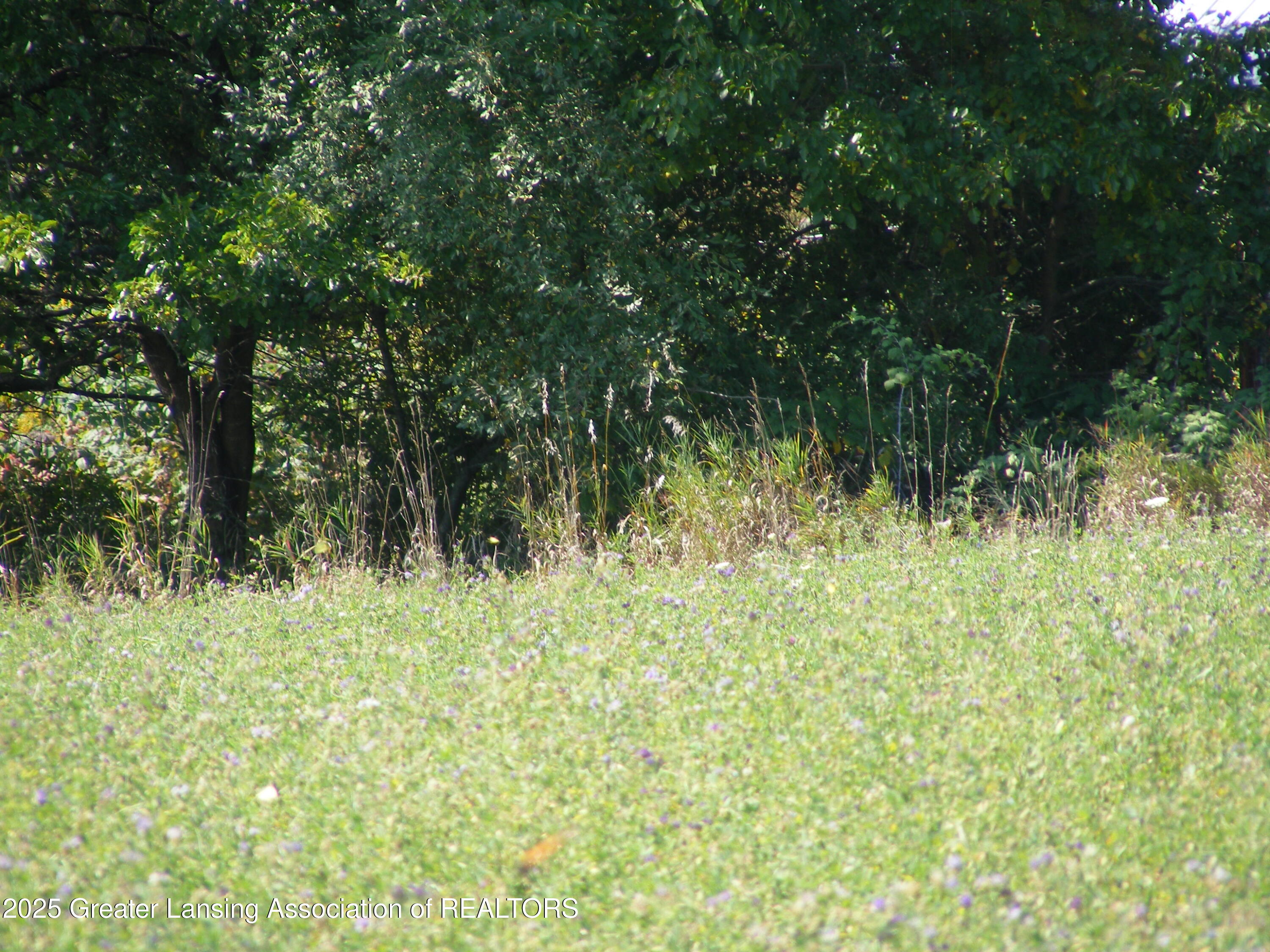 0 Marshall Road Charlotte, MI 48813 - Photo 16 of 16 WOODED BACKDROP
