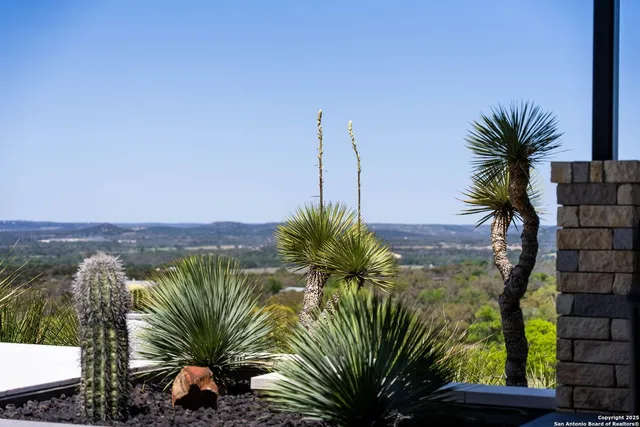 a view of a palm tree with ocean view