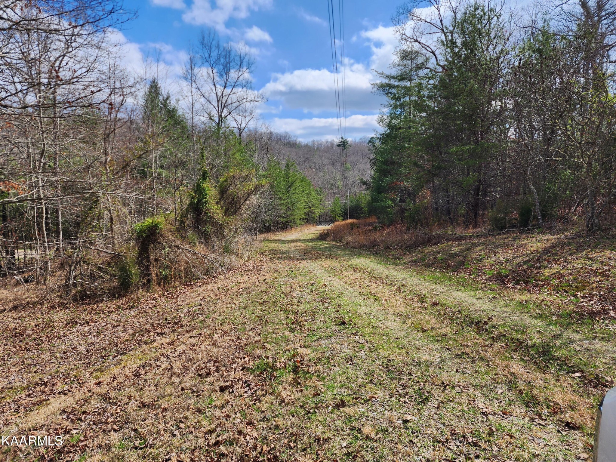 215 Hensley Road Deer Lodge, TN 37726 - Photo 28 of 29 a view of a yard with trees