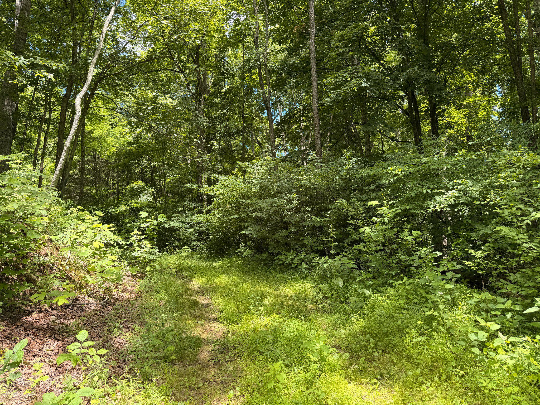 14600 Williams Road Southeast Cumberland, MD 21502 - Photo 19 of 122 Serene woodland path awaits exploration.