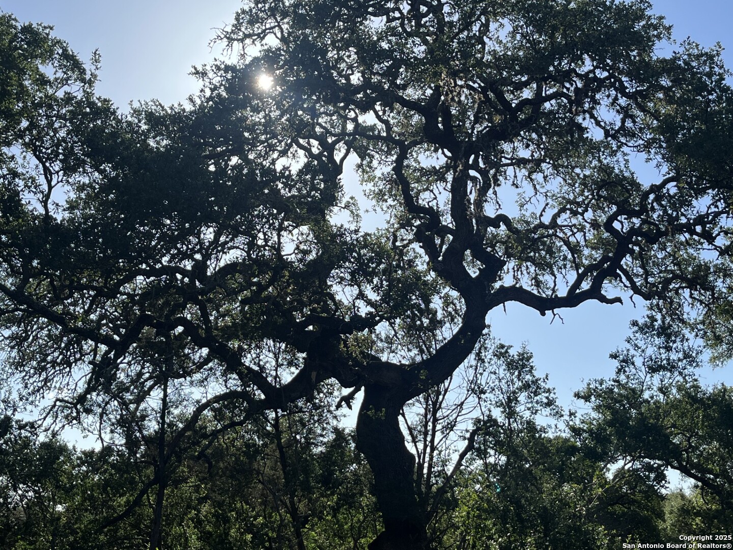 0 Rolling Creek Spring Branch, TX 78070 - Photo 11 of 22 a picture of tree