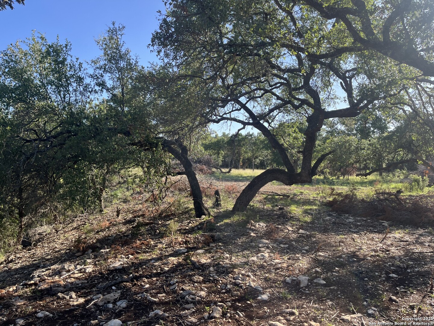 0 Rolling Creek Spring Branch, TX 78070 - Photo 14 of 22 a view of a tree in a yard
