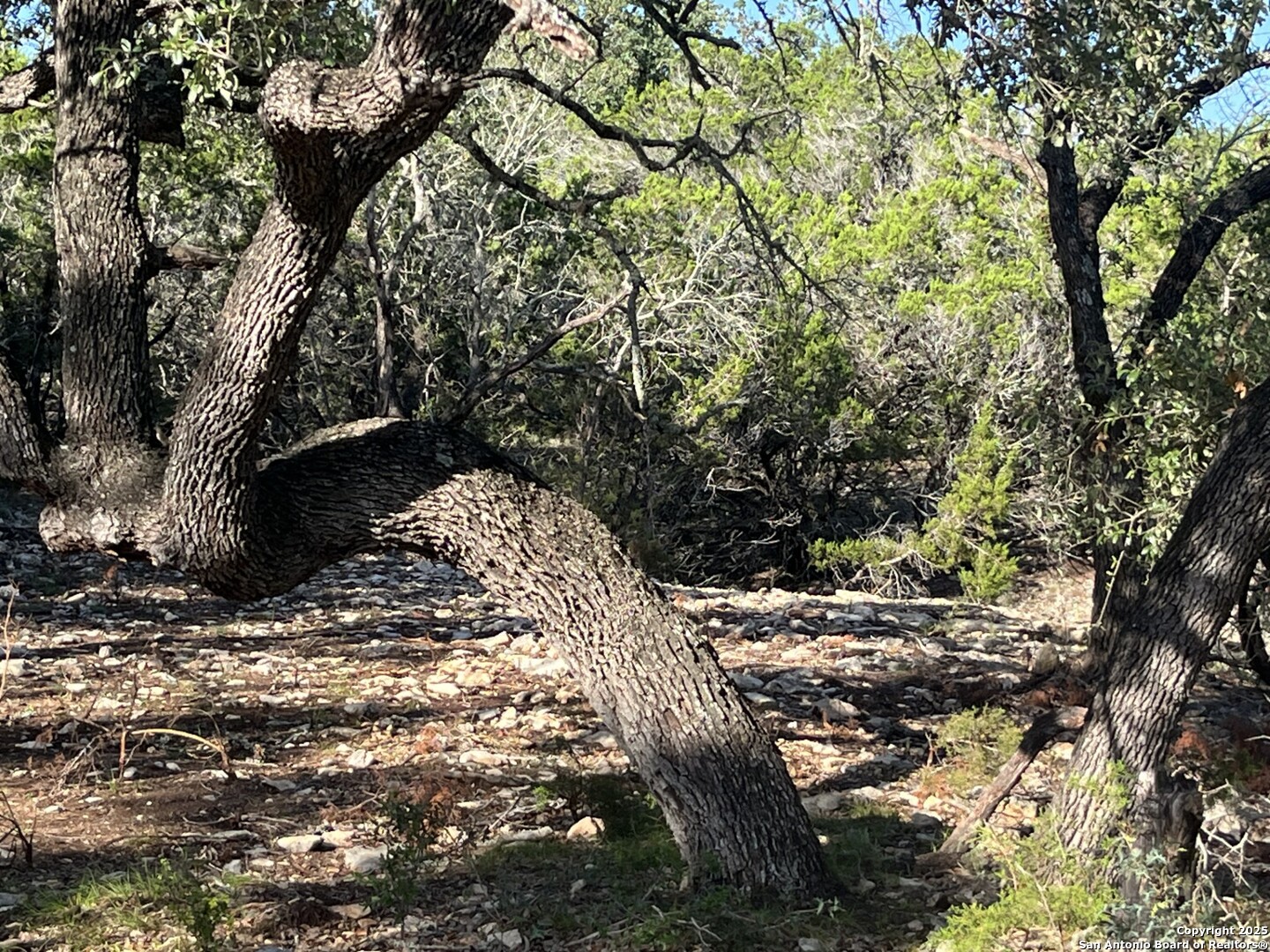 0 Rolling Creek Spring Branch, TX 78070 - Photo 17 of 22 a view of a tree with a tree