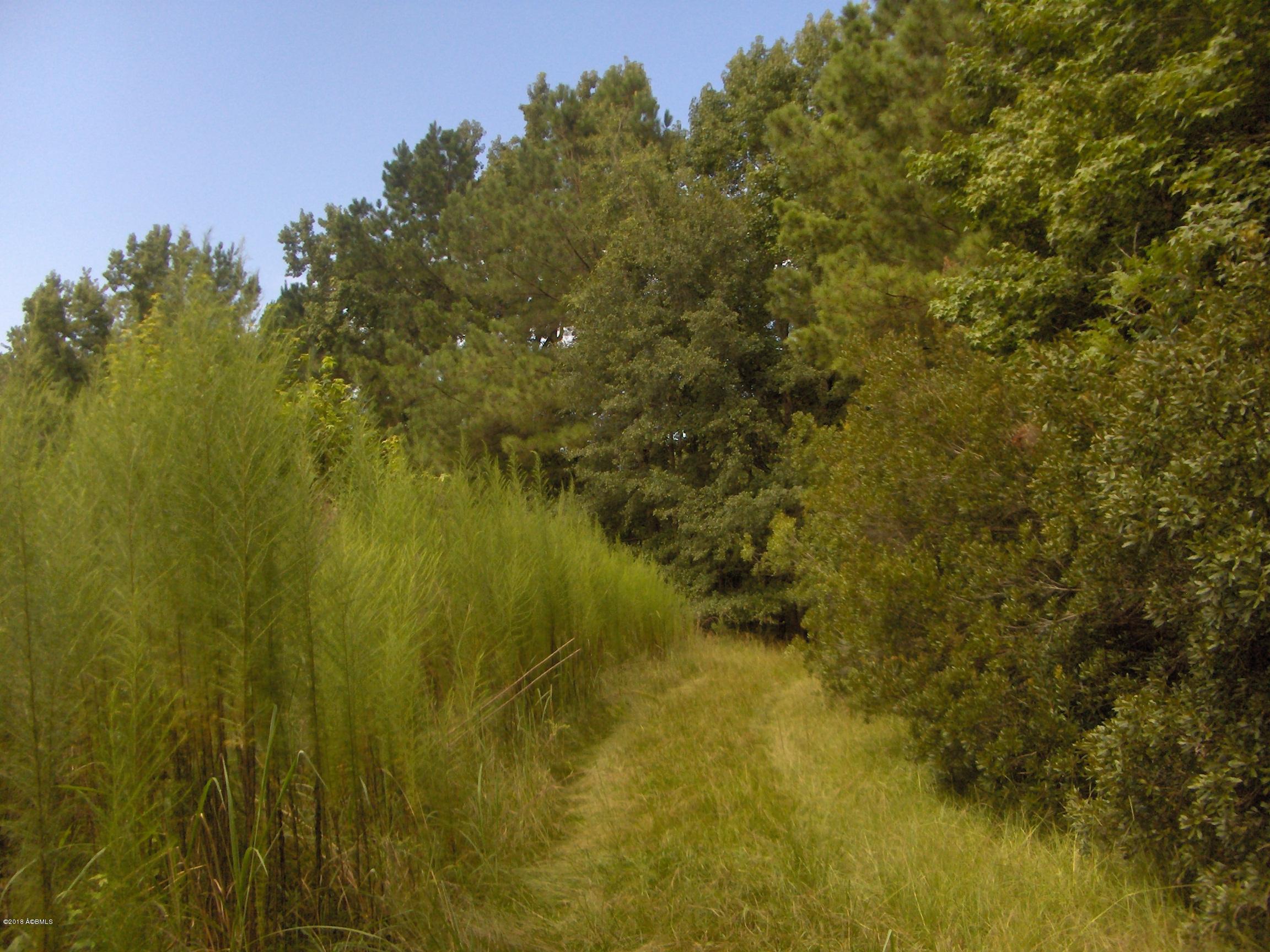 0 Brown Road Pineland, SC 29943 - Photo 2 of 9 HPIM6974