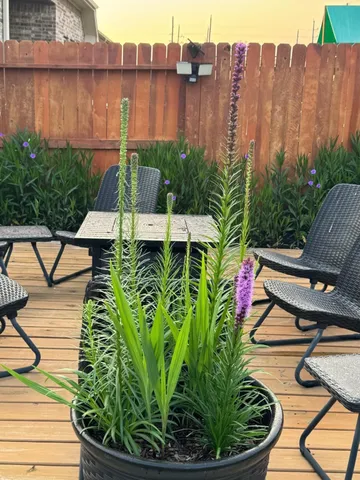 a view of a chairs and table in patio with wooden fence