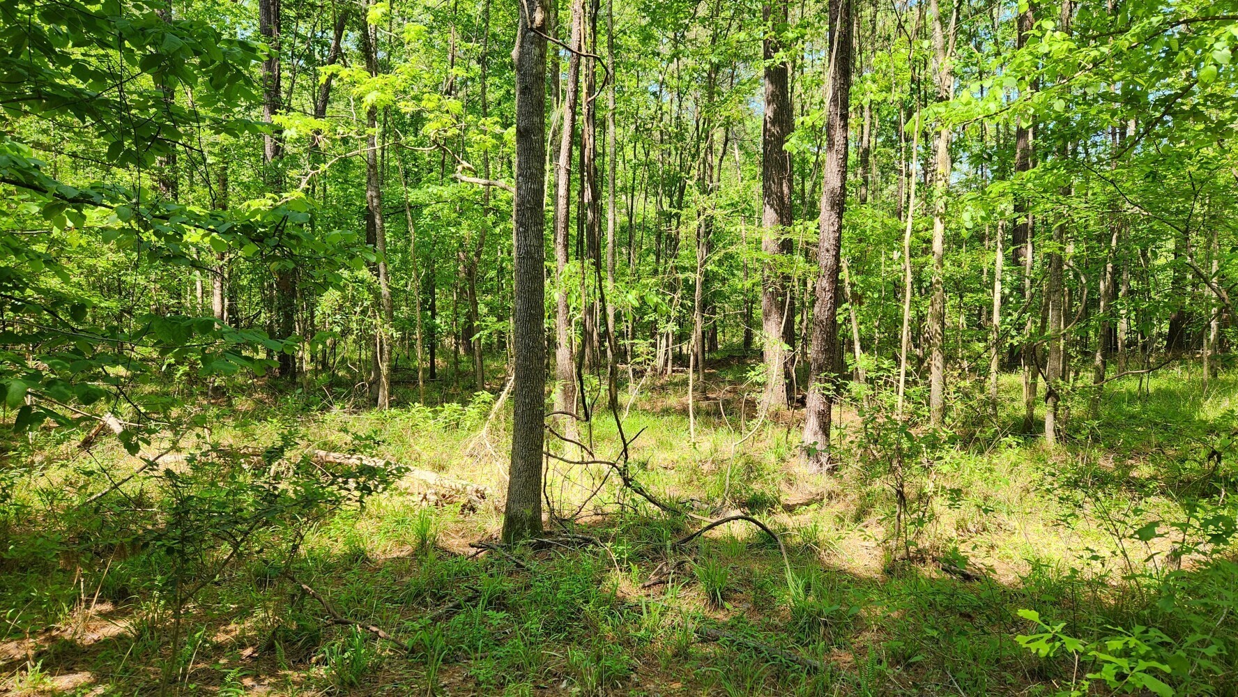 P#3-tbd P Point Blank, TX 77364 - Photo 11 of 19 a view of swimming pool from a garden
