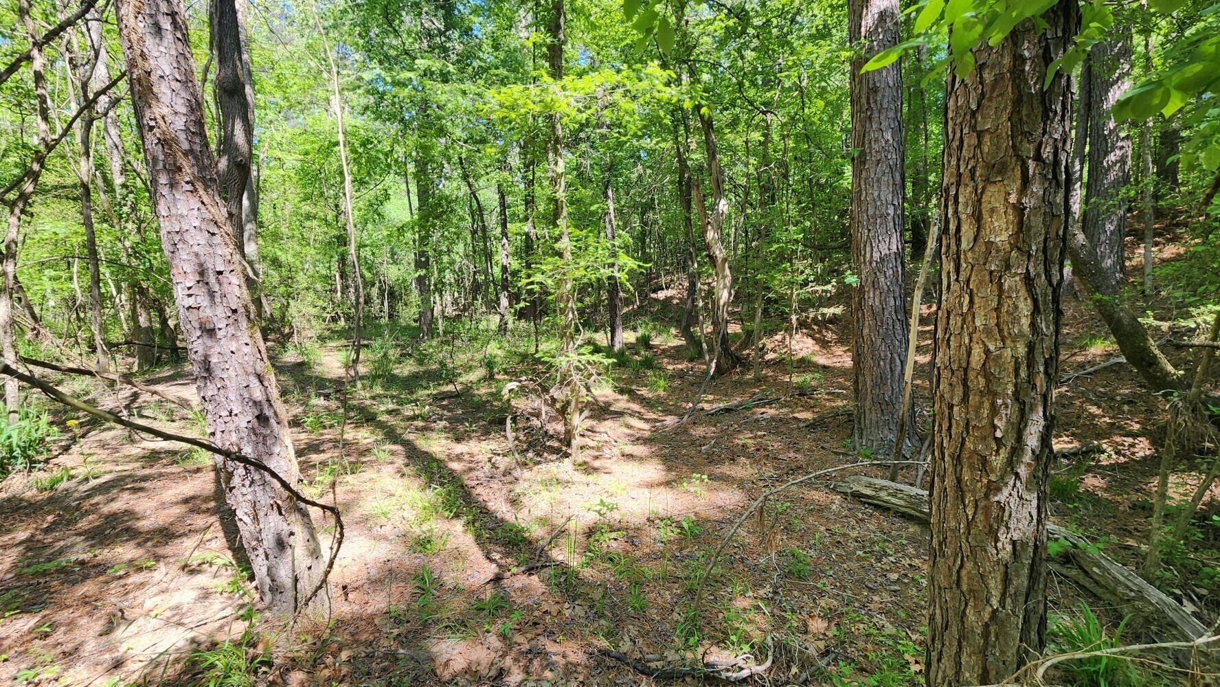 P#3-tbd P Point Blank, TX 77364 - Photo 12 of 19 a view of a garden