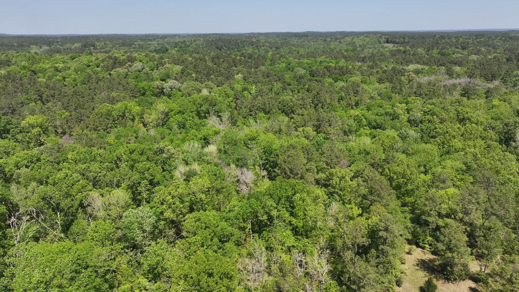 P#3-tbd P Point Blank, TX 77364 - Photo 13 of 19 a view of a green field with lots of bushes