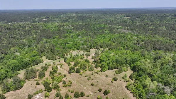 a view of a lush green forest